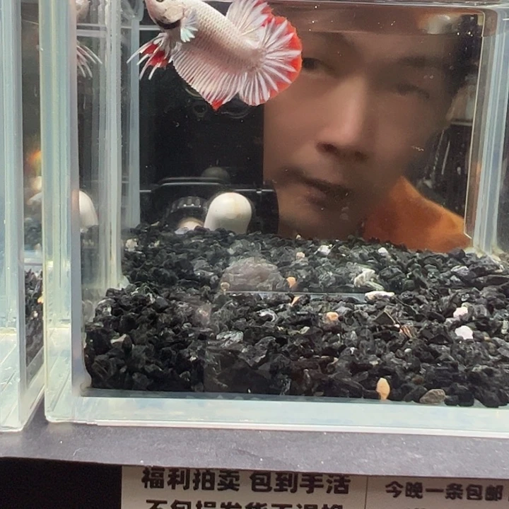 斗鱼竞拍跑单4日21