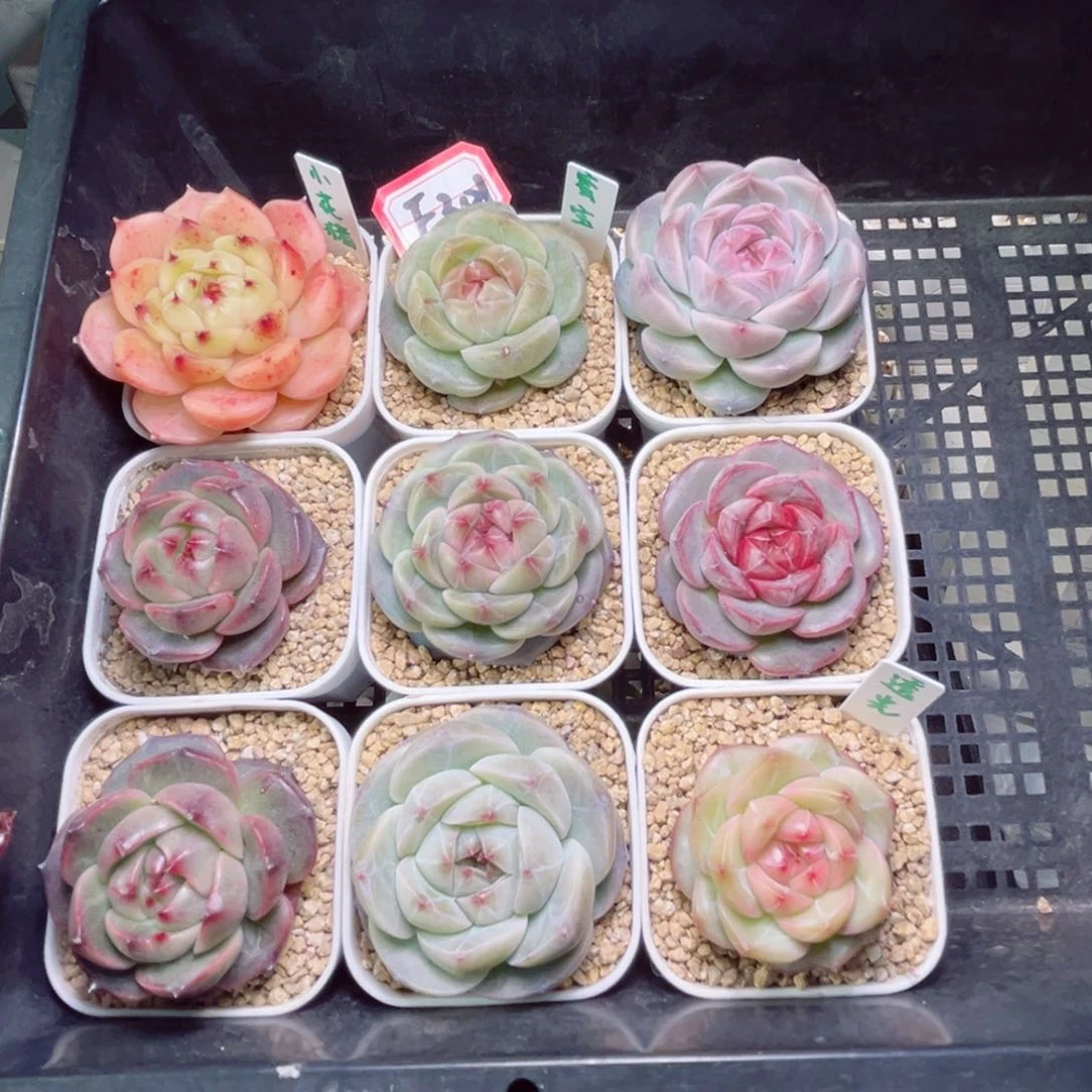 ?***?F301一物一拍 组9