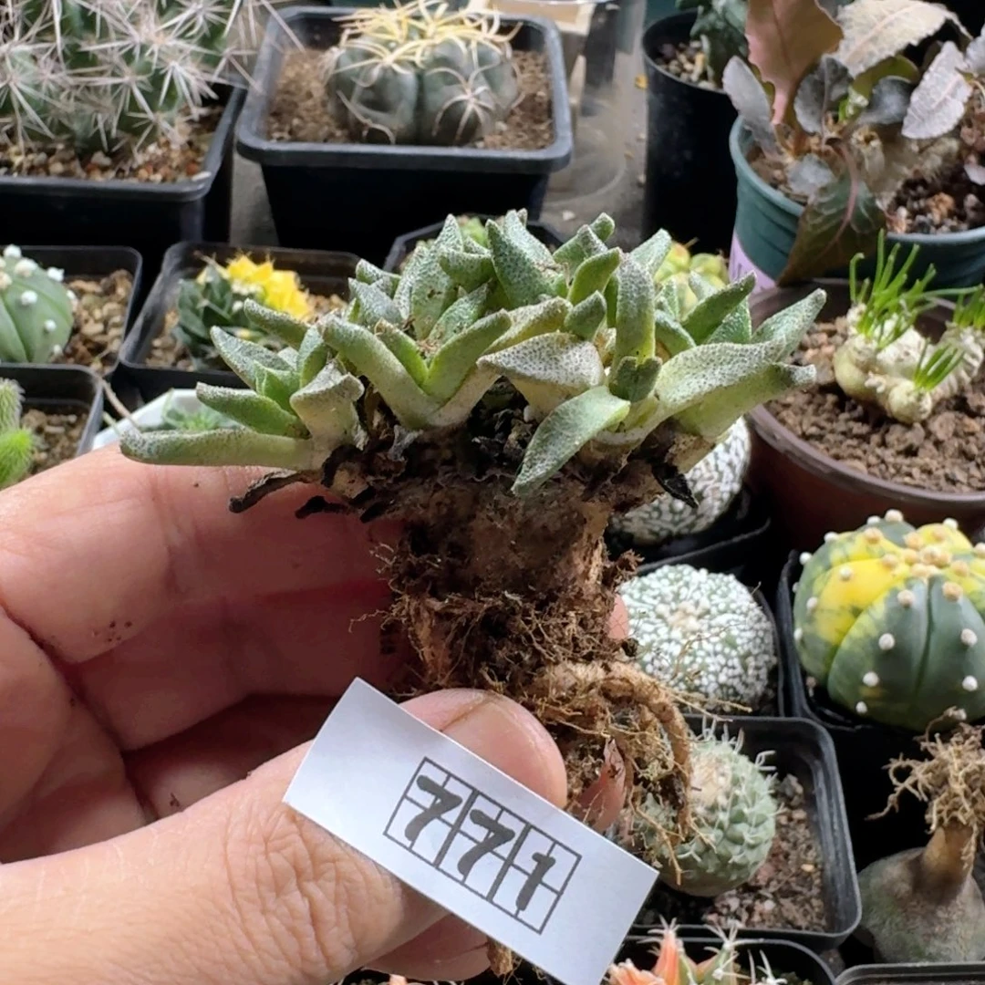 771块根人鱼脱土发货