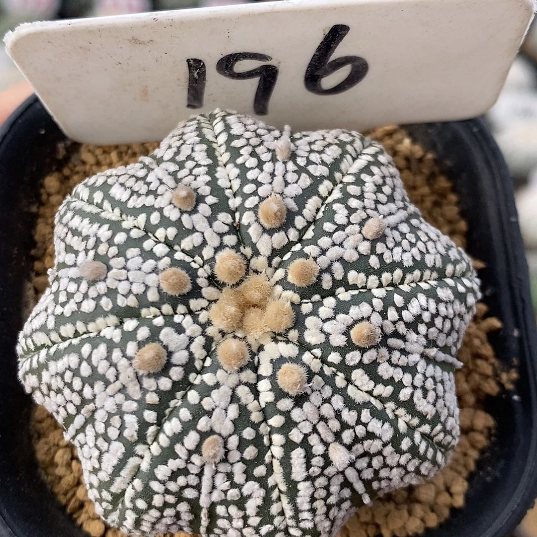 196海星奇迹系列产品