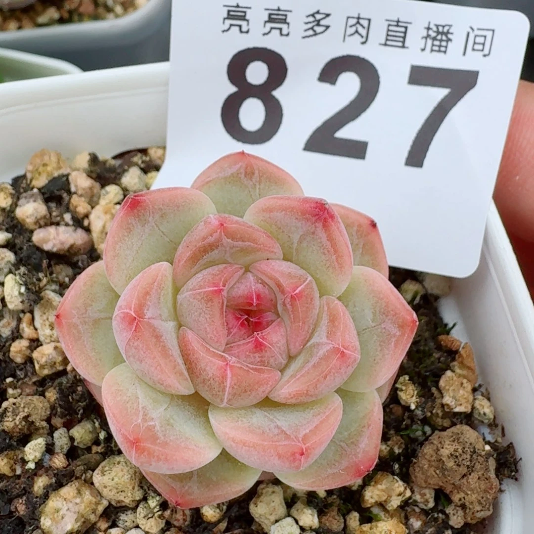 甜心 开播福利