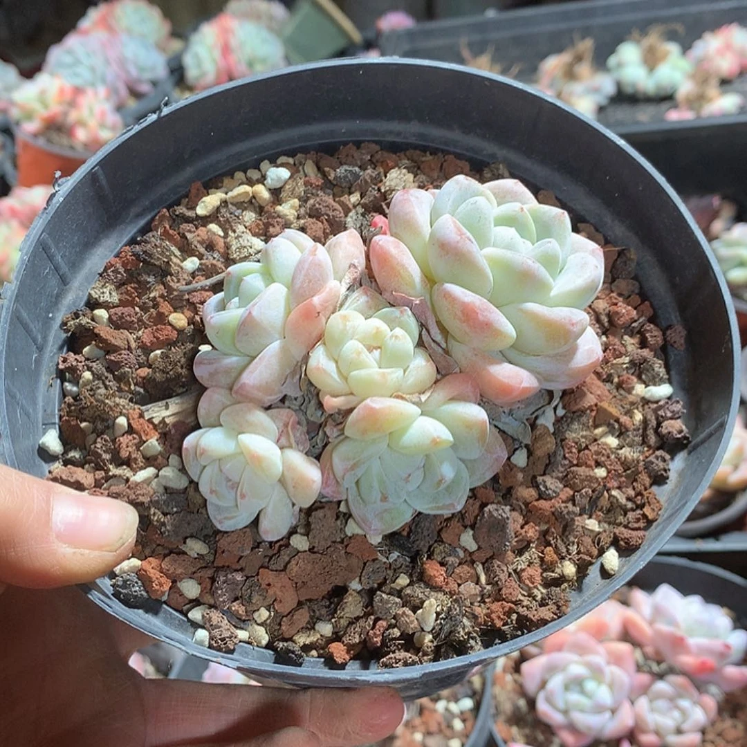 若若多肉植物哈哈