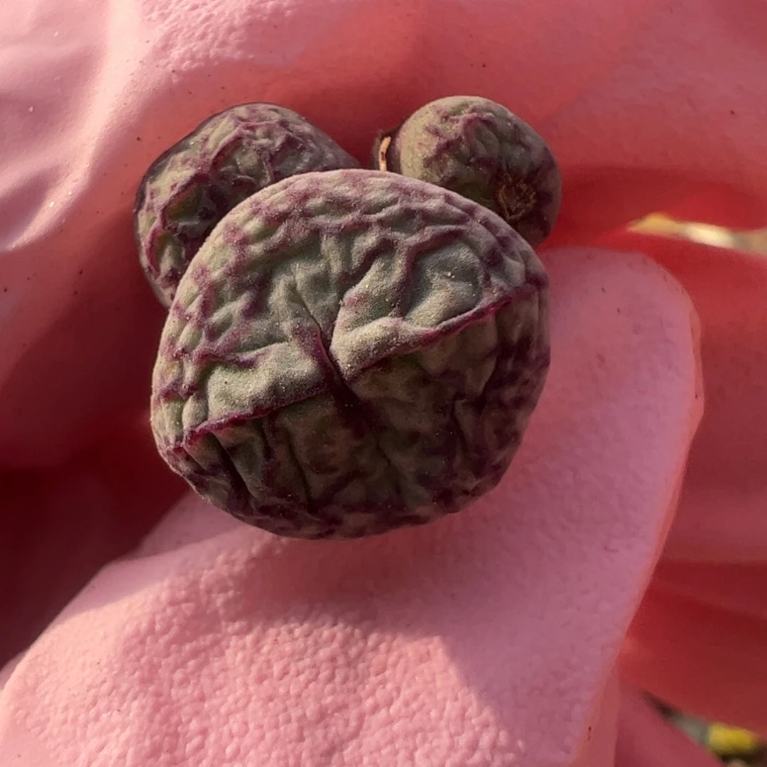 432 好看的多肉冲冲冲