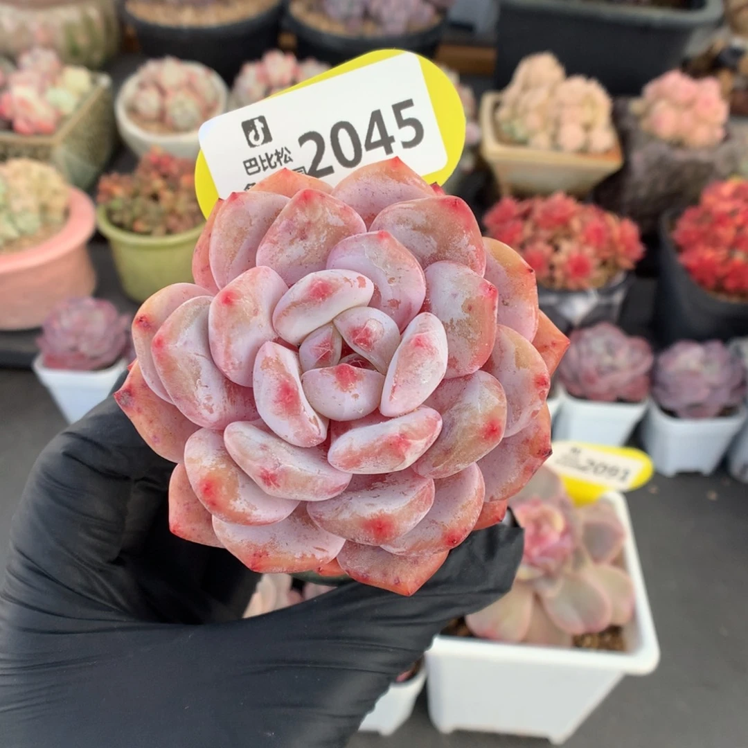 2045 糖心橙多肉多肉