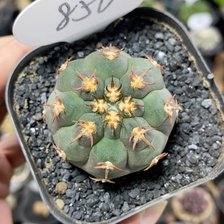856号实生猫爪4.3cm