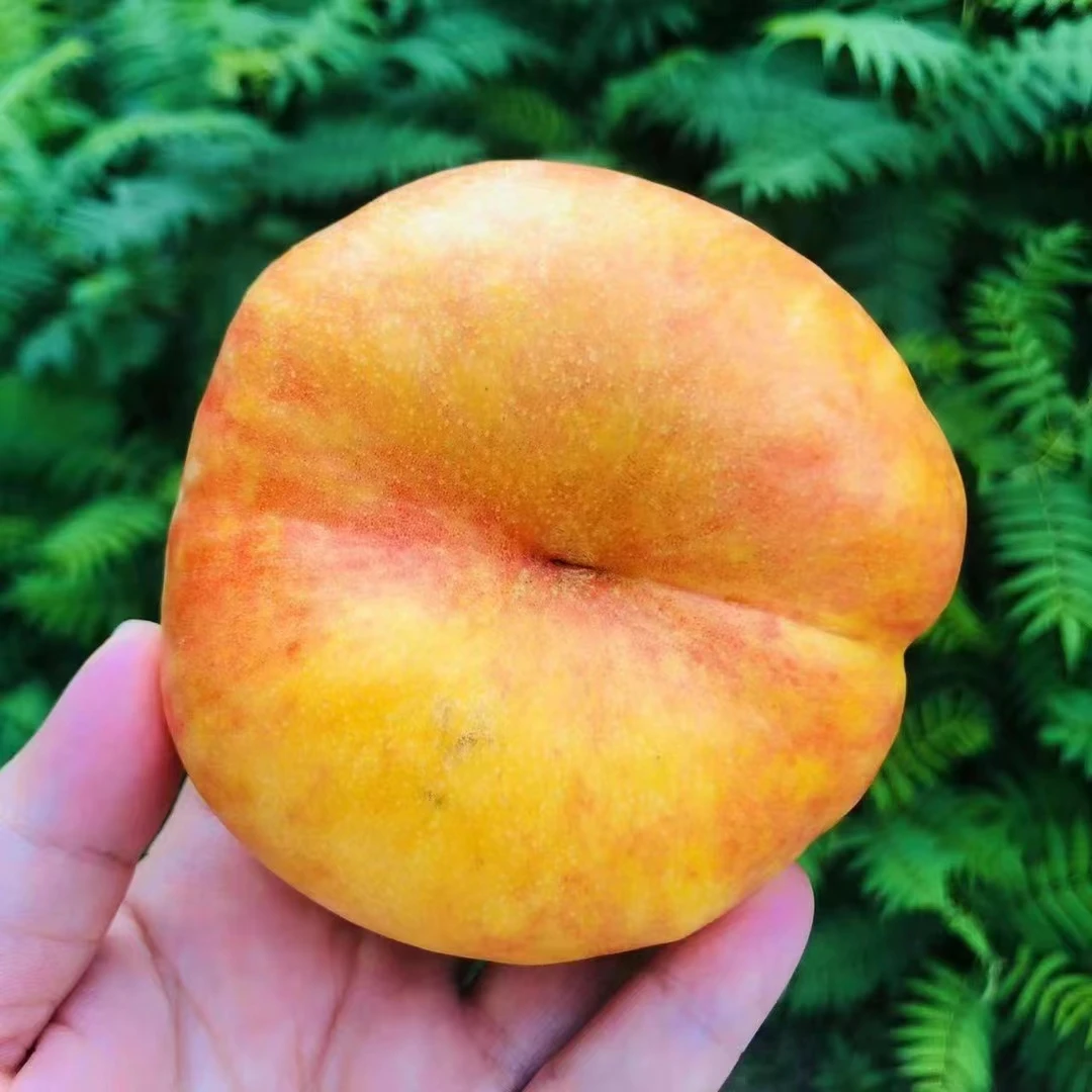 【黄金油蟠桃】大果油桃脆甜多汁，桃子香味很浓厚包邮送上楼当季新鲜水果桃子山东省