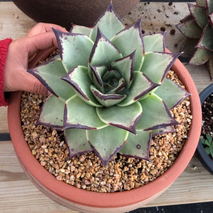 绿底外翻特00000000028