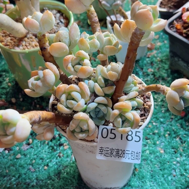 幸运的是我还没遇到过