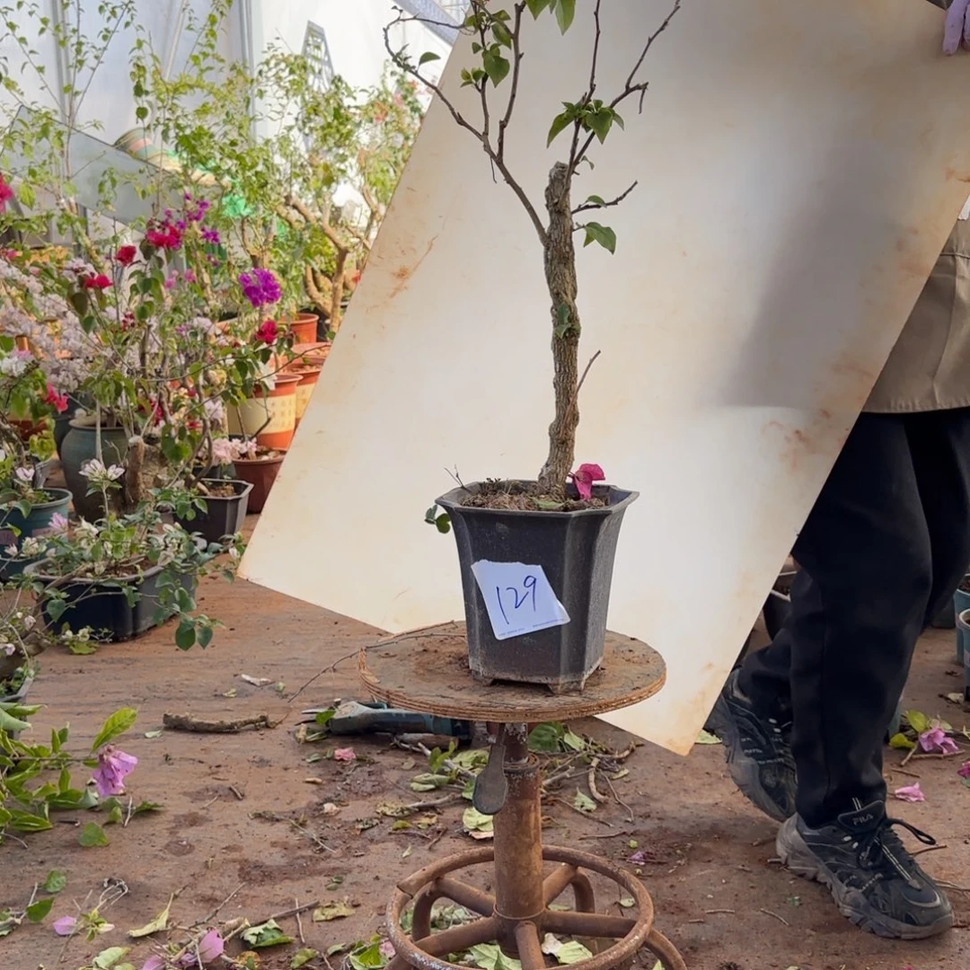 大部分开放少量花苞绿樱 129脱