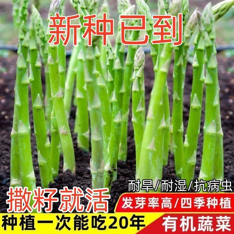 （全店五包包邮）芦笋种子高产多年生芦笋种籽秋冬季四季庭院盆栽