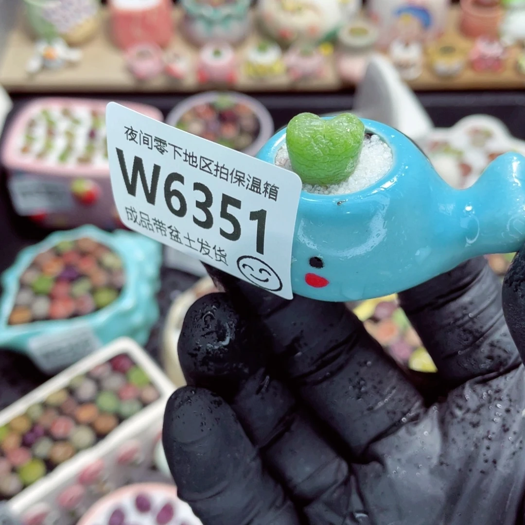 夜间零下地区拍保温箱w6351