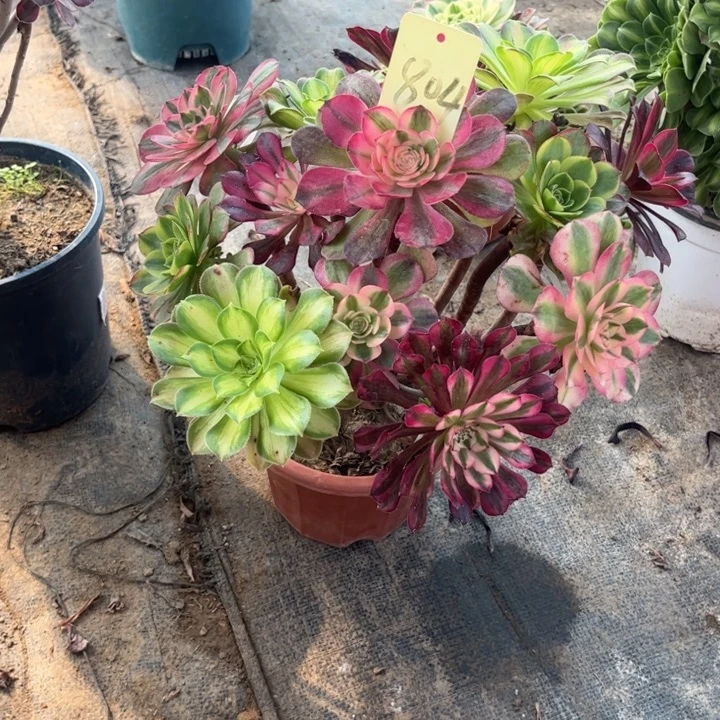 804嫁接多肉一物一拍的