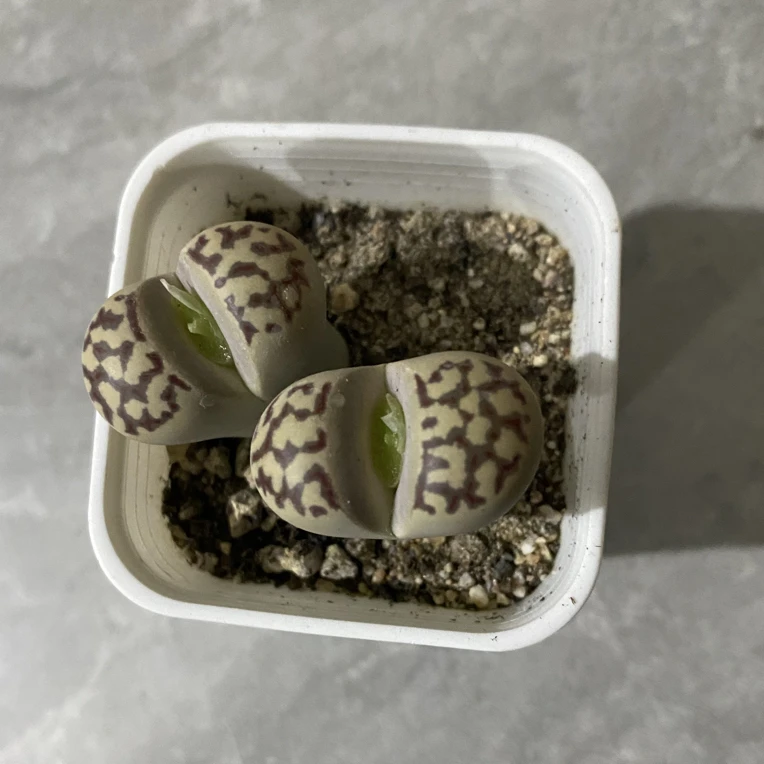 白富美母本生石花多肉植物