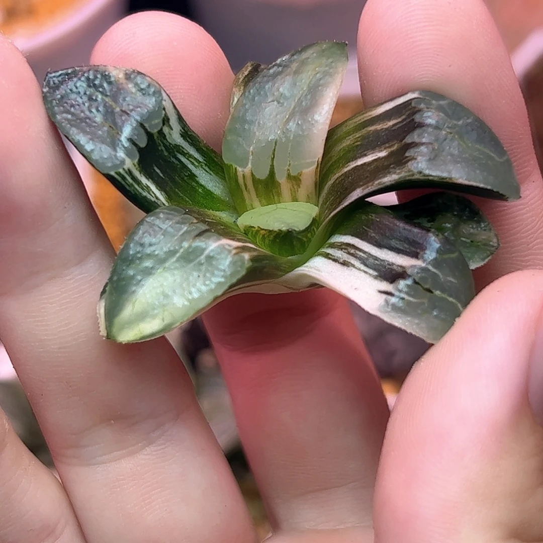 日月潭无菌播种锦558