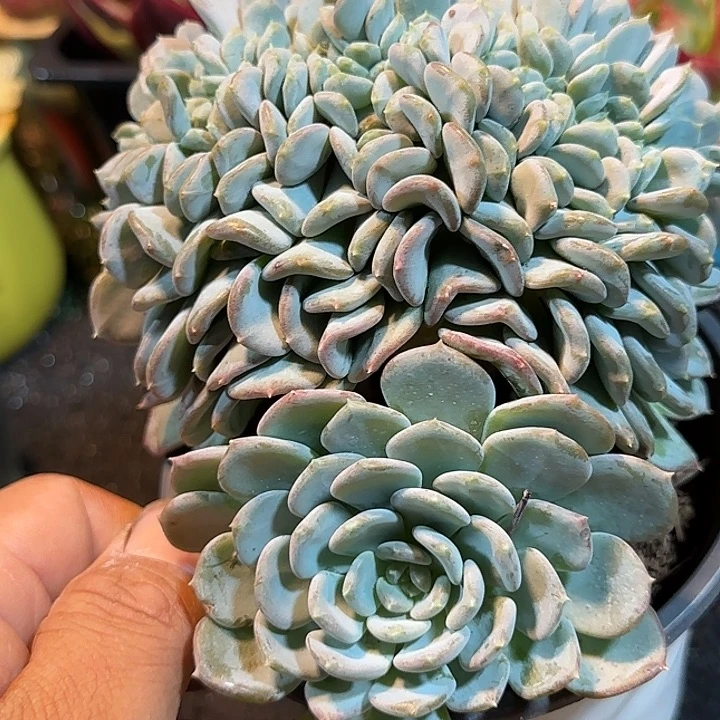 粉珍妮缀惊鸿一物一拍包装收缩花旱