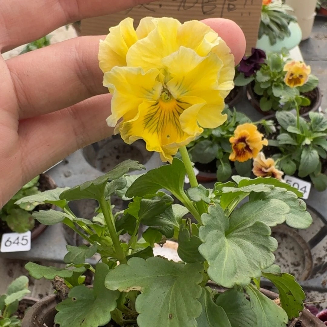 大部分花苞少量开放718