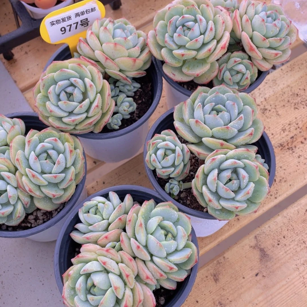 977号 老桩香草多头群一个