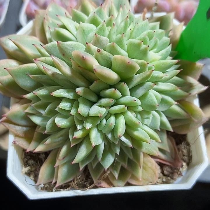 多肉植物麦秆锦缀118多肉