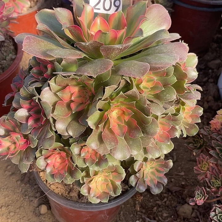 209香妃多肉植物的
