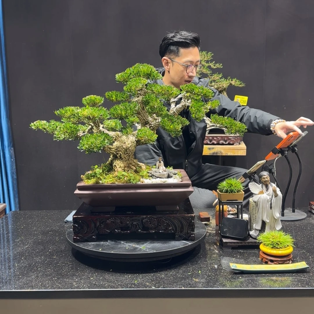 以实际为准黄杨室内室外盆景艺术