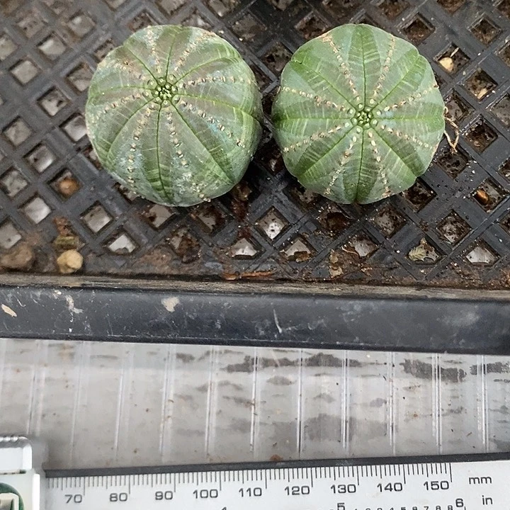 自根欧布两颗，一物一拍