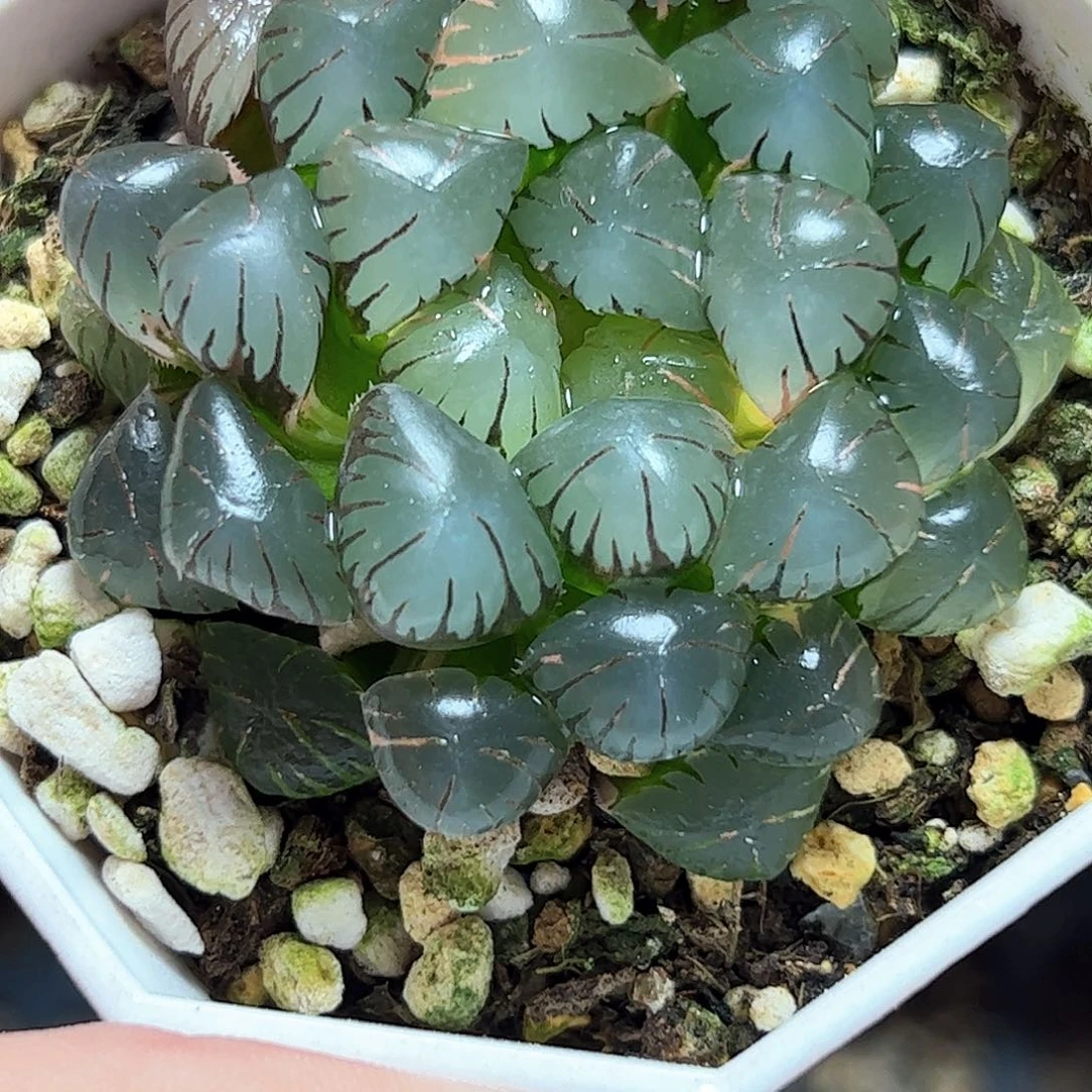 冰灯锦十二卷多肉植物