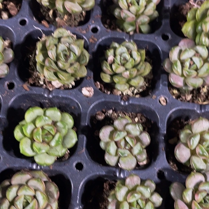 小葡萄1元带土发货