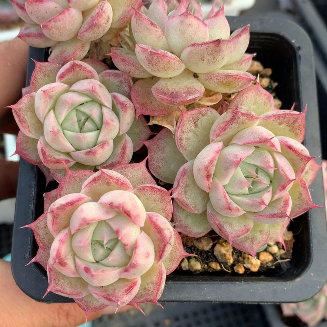 0215-03 麦杆优选