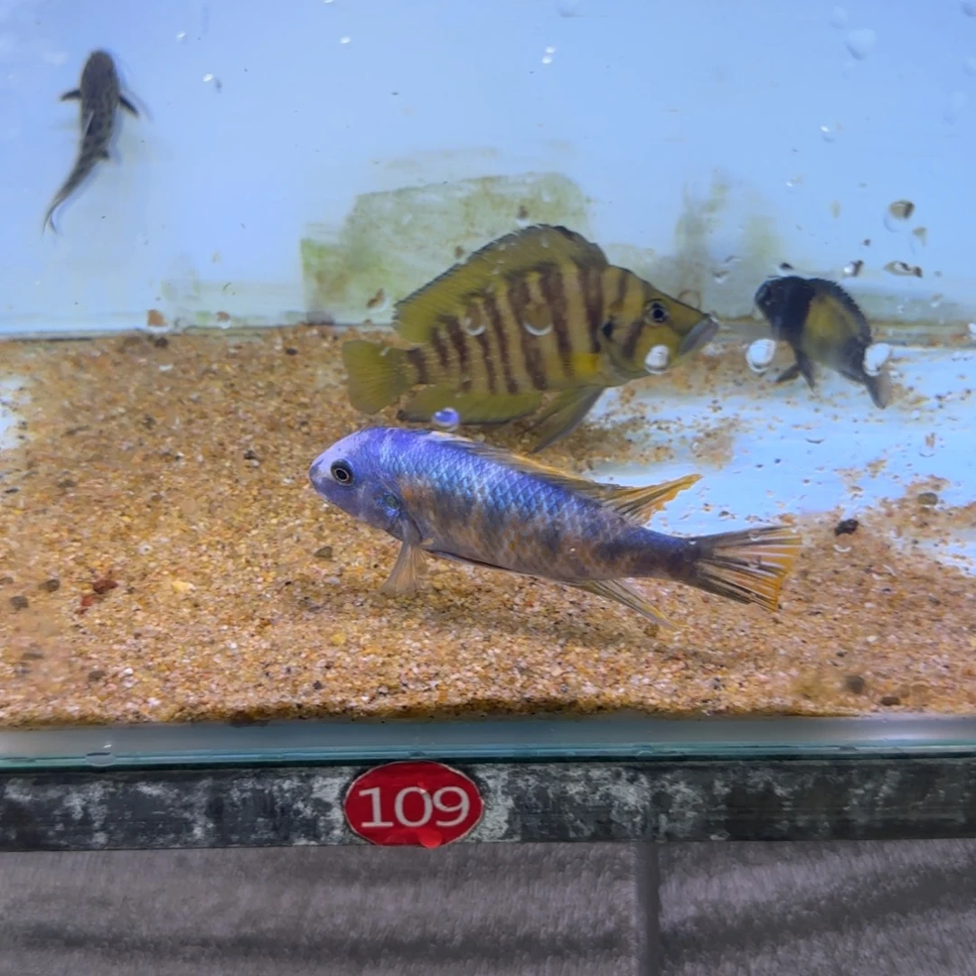 海水鱼27条鱼尺寸8-12公分