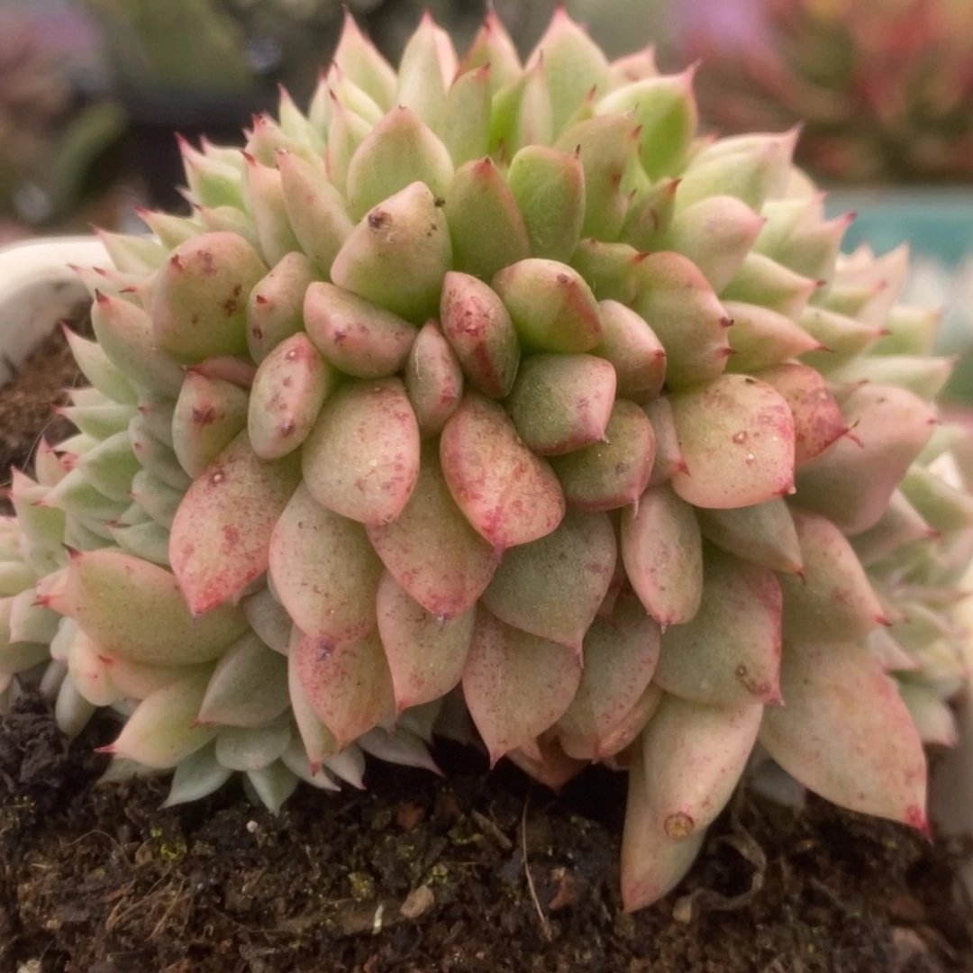 647东云杂缀化锦锦锦锦