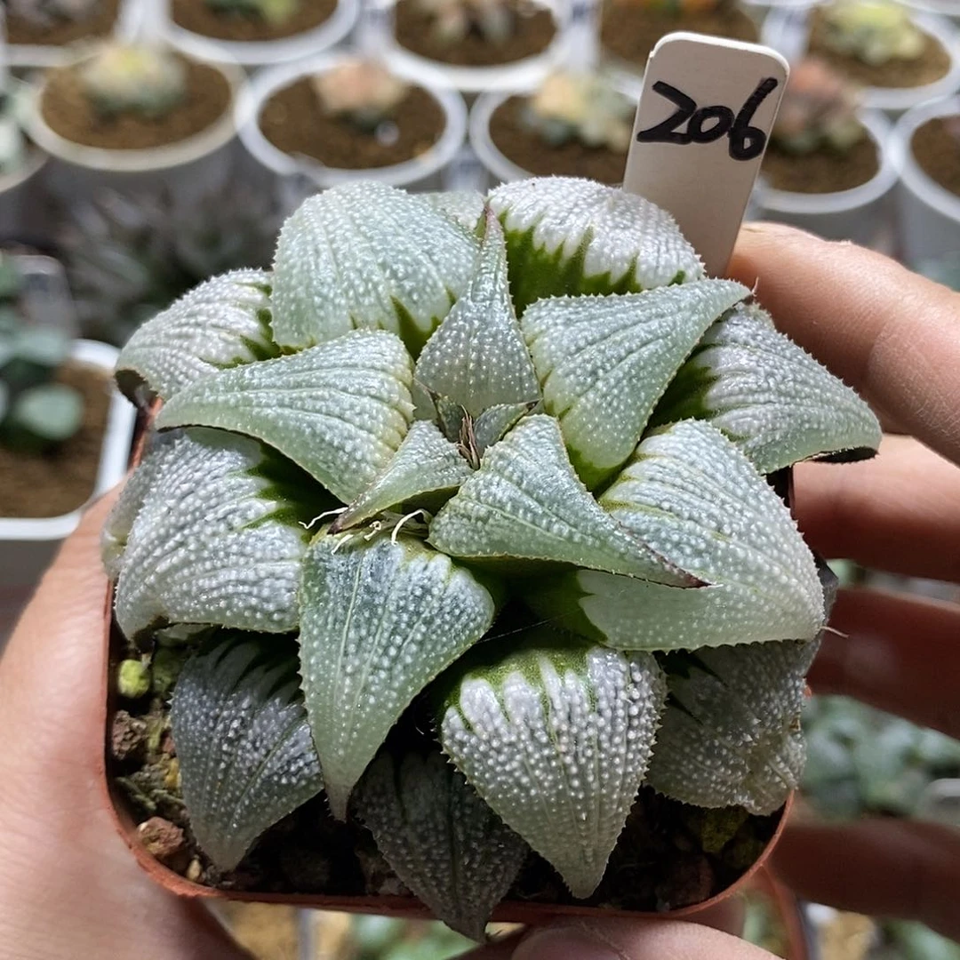 206吕之星十二多肉