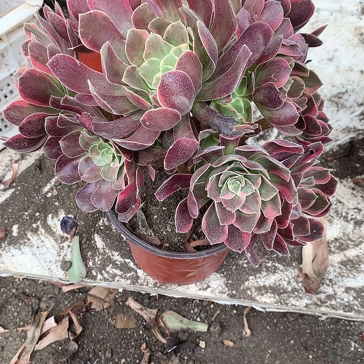 108金斯雀多肉植物