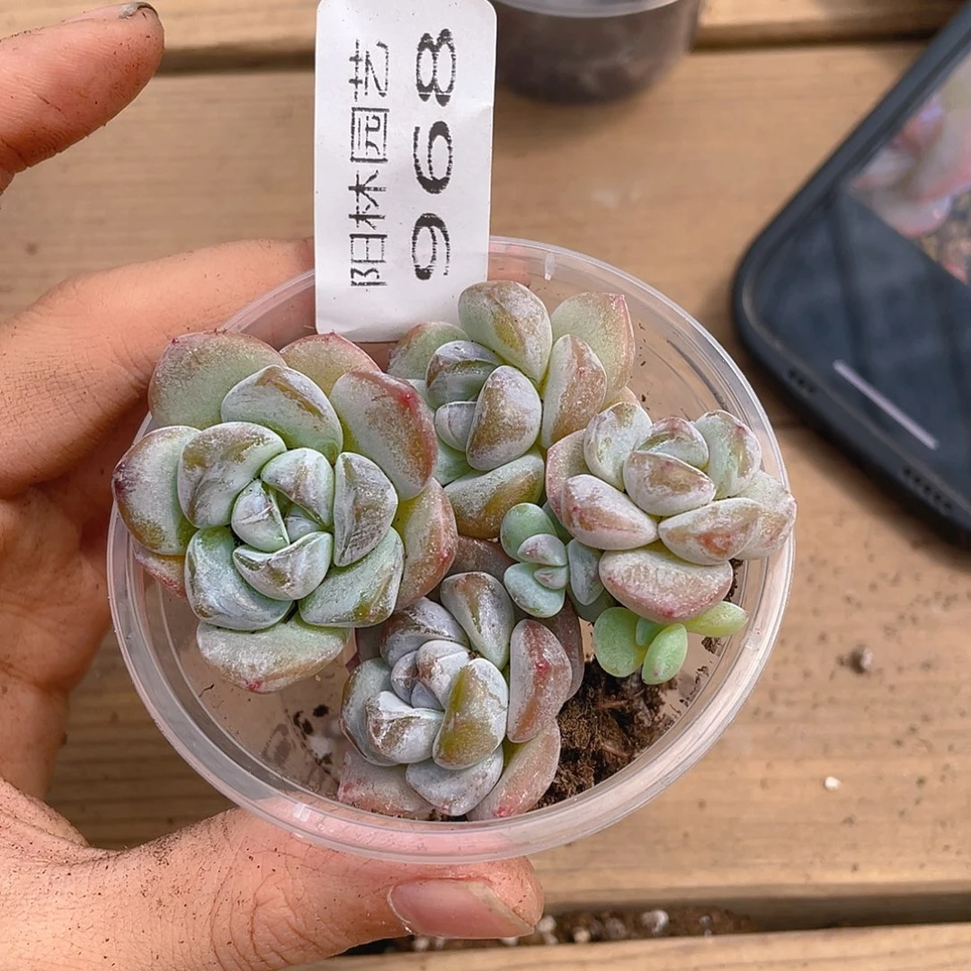 多肉植物多肉植物968