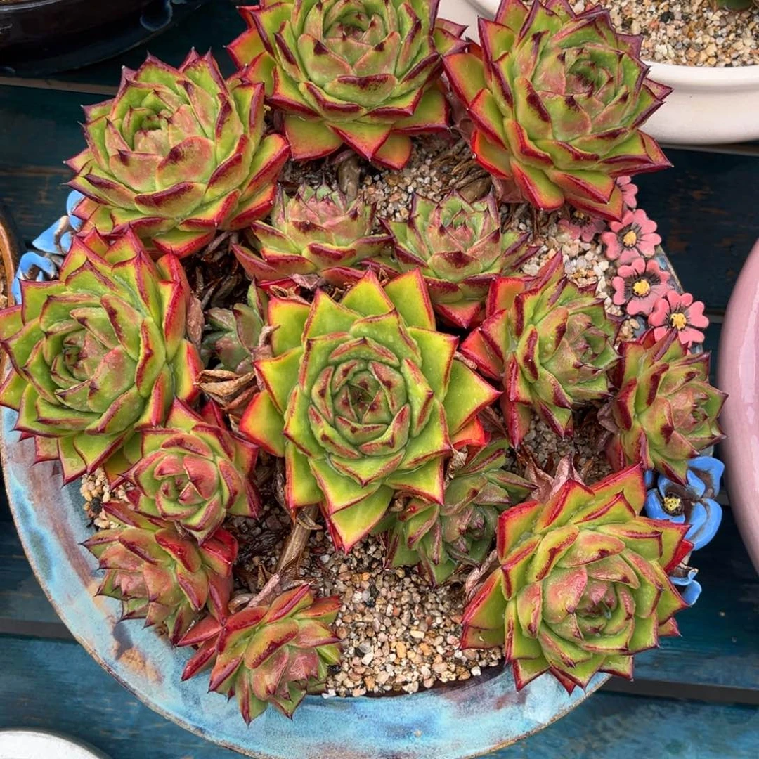 从前慢多肉精选编号0608.444444