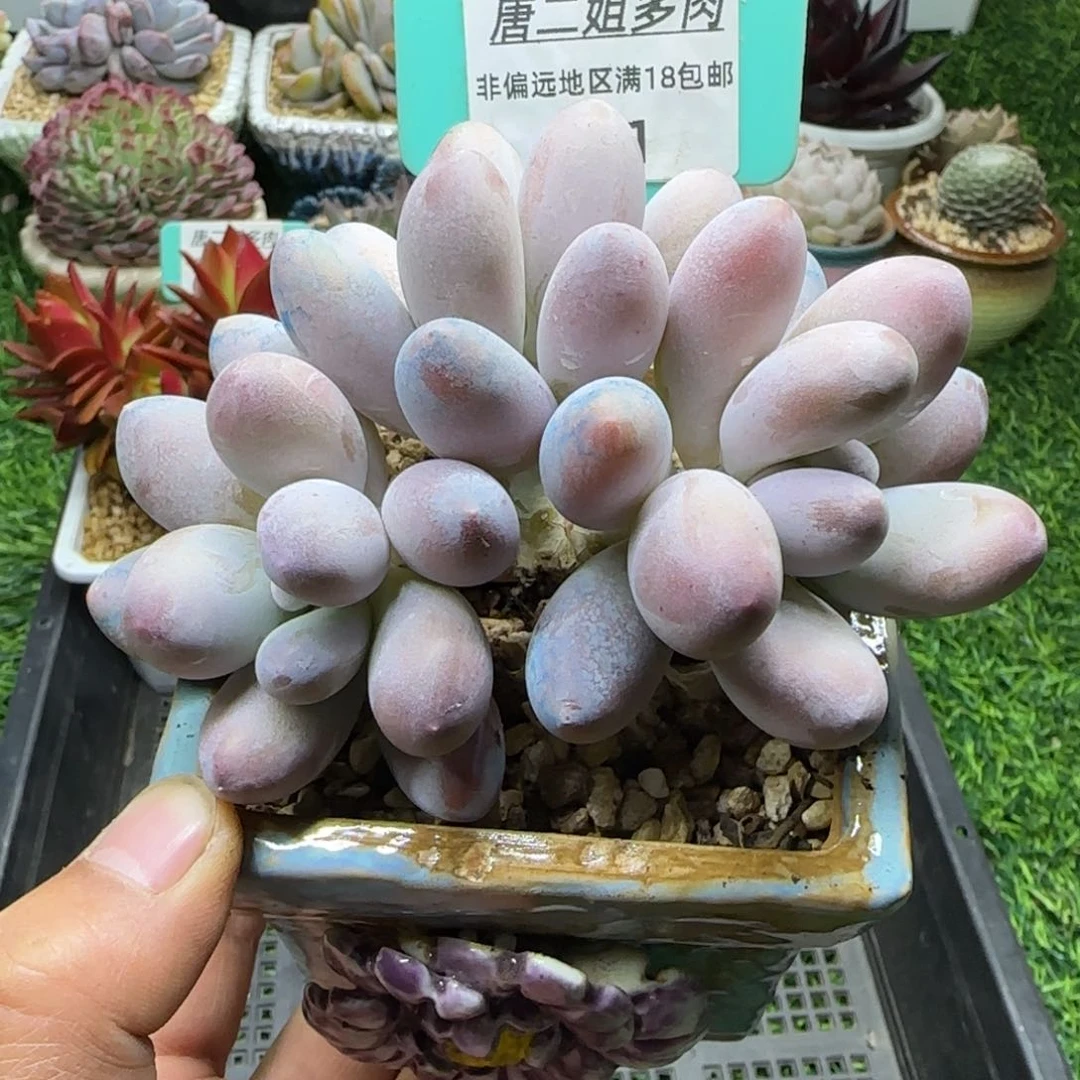 唐二姐多肉编号141