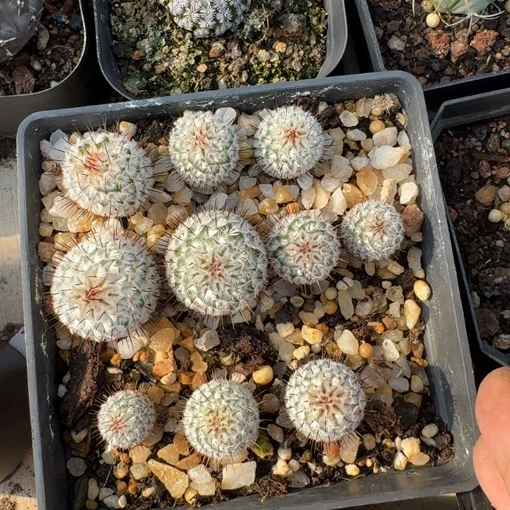 直刺一盆实生仙人球