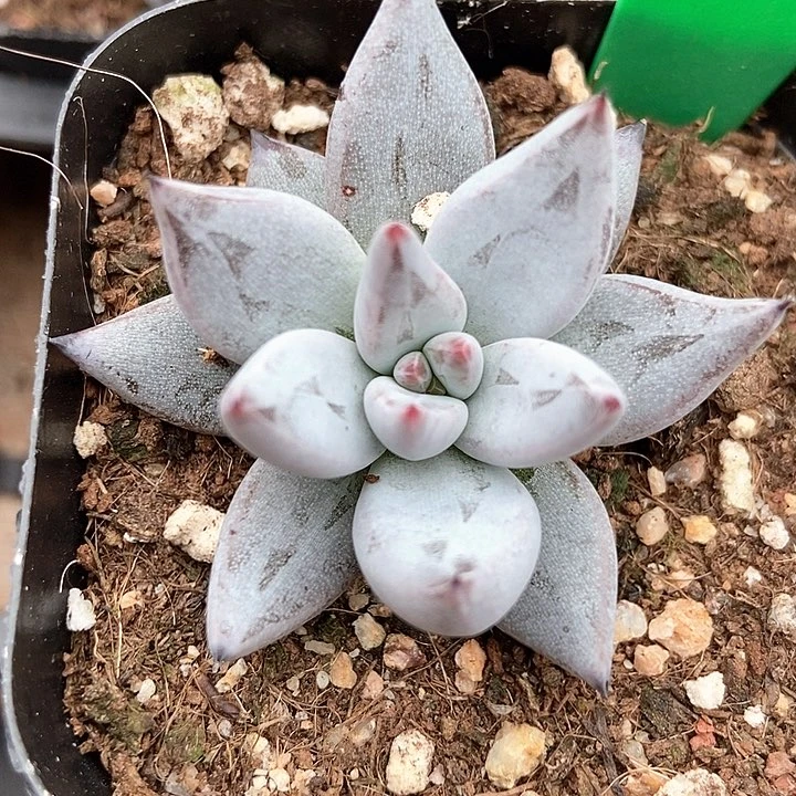 多肉植物磨爪1663多肉