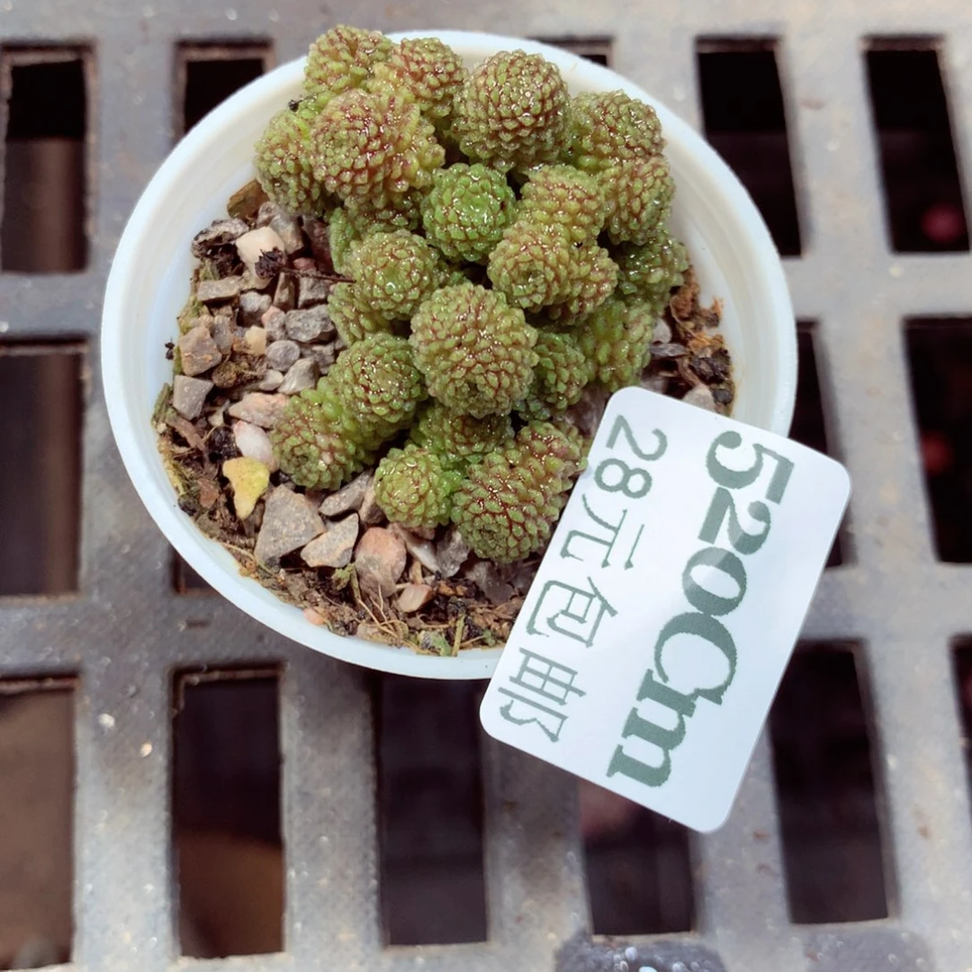 5厘米盆精控多肉520