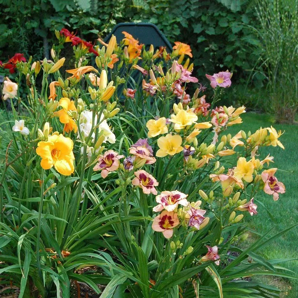盆栽大花萱草耐荫花苗【金娃娃萱草花苗】黄花萱草种盆栽花宿根多年