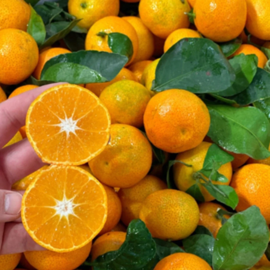 金秋砂糖桔