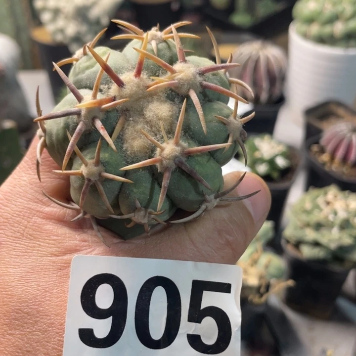 905翠屏一个仙人球