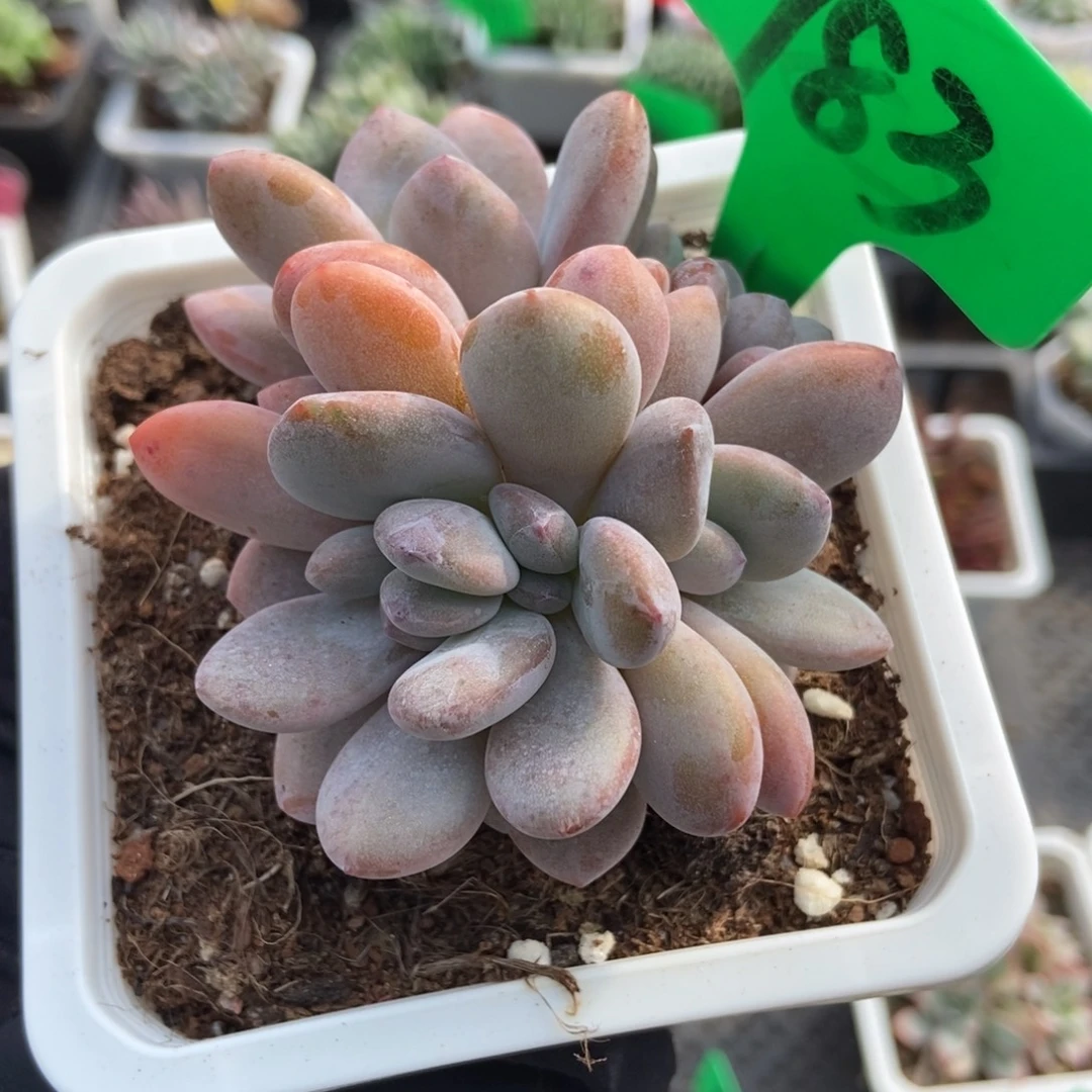 783粉兔多肉植物多肉
