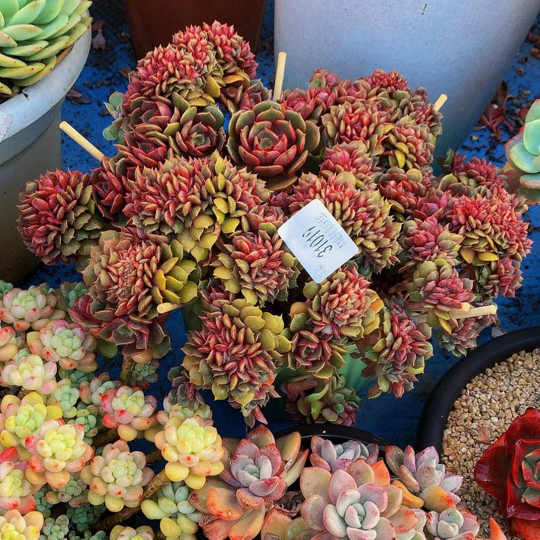如****       大红袍缀多肉31019