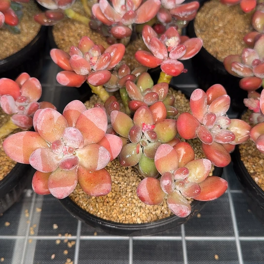 多肉一物一拍编号0117-苹果奶