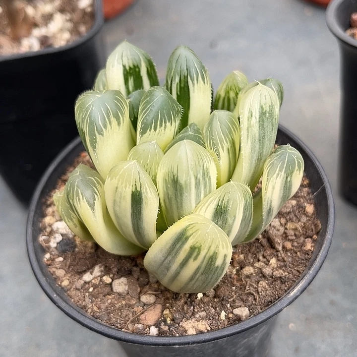 无花朵日系玉露锦一物一拍的
