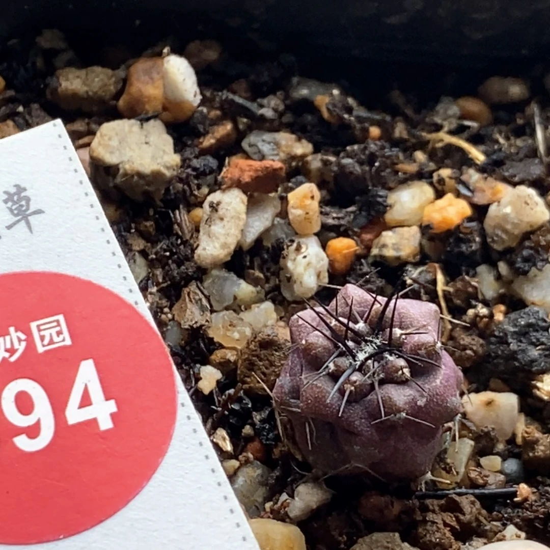 实生黑王丸1.4cm一棵仙人球