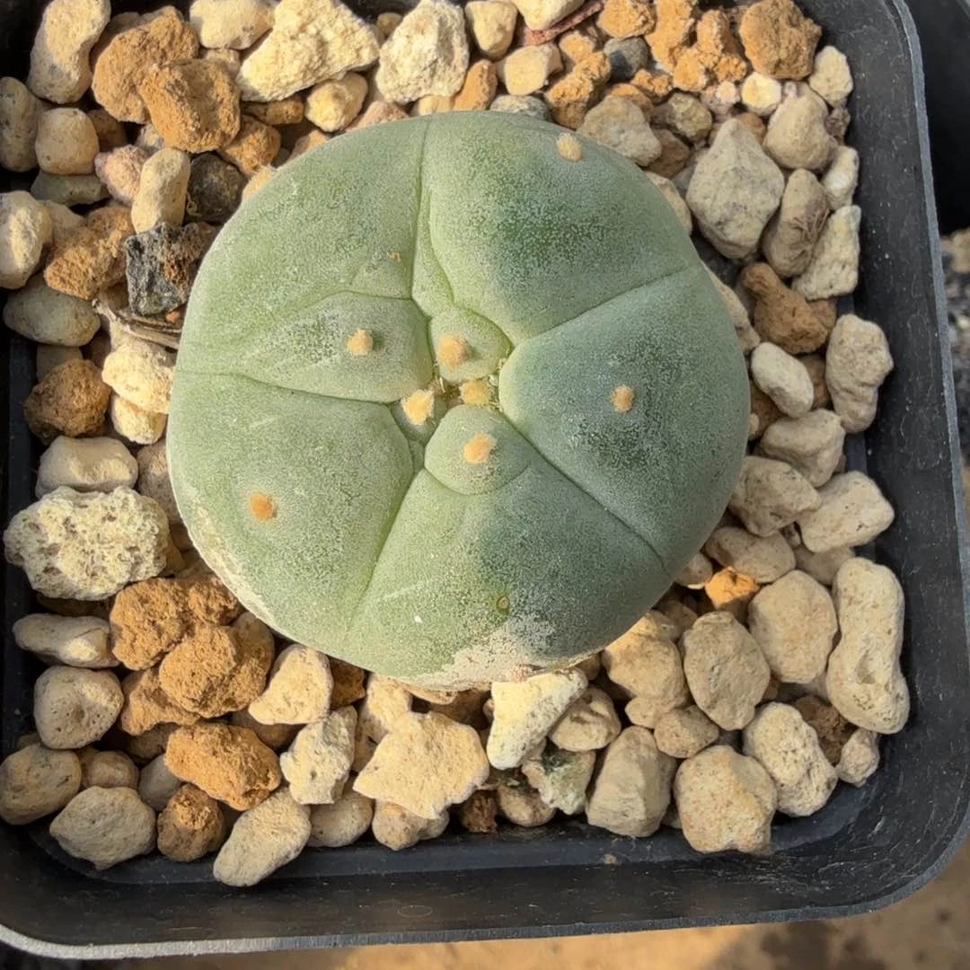 年***喜多肉植物多肉植物