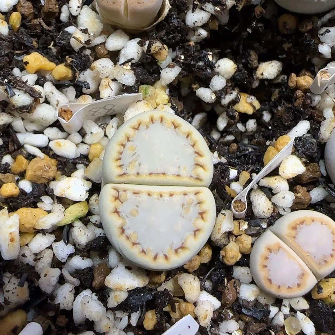 11.21。    216饼干黄绿。    2036