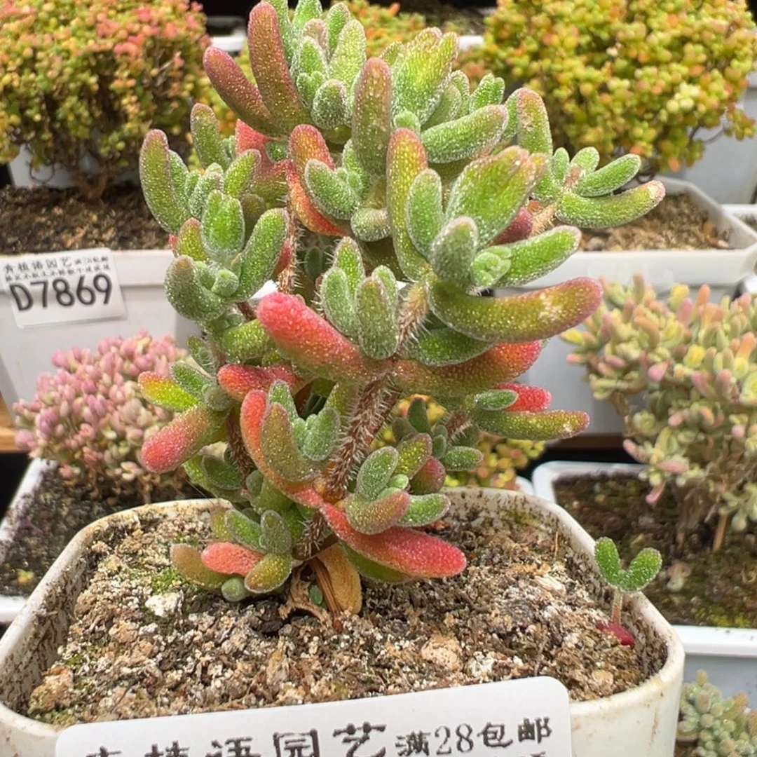 D7875红叶一物一拍