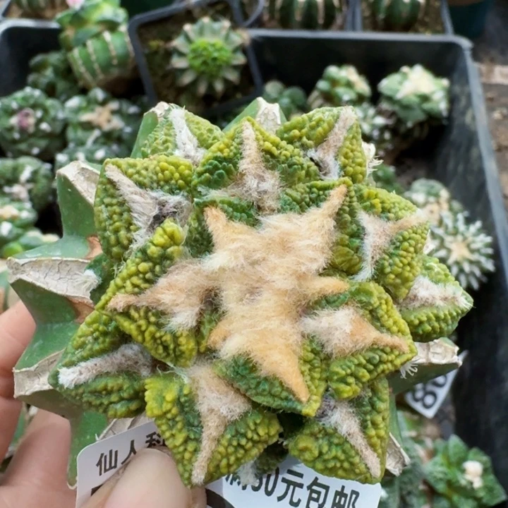 无花朵720大尤黑锦